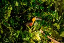 Yanomami popolo della foresta_installazione e tucano.jpg