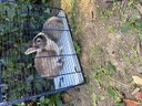 Due dei conigli recuperati dal Pettirosso e traferiti in una Fattoria didattica