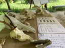 Terramara, visita dedicata all'archeozoologia